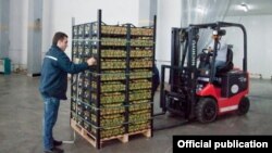 Armenia - Workers at the Spayka export company store apricots at a warehouse outsideYerevan, 22Jun2016. (Photo by the Armenian Agriculture Ministry) 