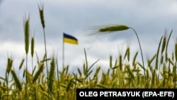 Украина - дан эгиндерин, өсүмдүк майын дүйнөлүк рынокко чыгарган негизги өлкөлөрдүн бири.