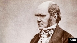 Эволюция теориясе атасы Чарльз Дарвин (12.02.1809-19.04.1882)