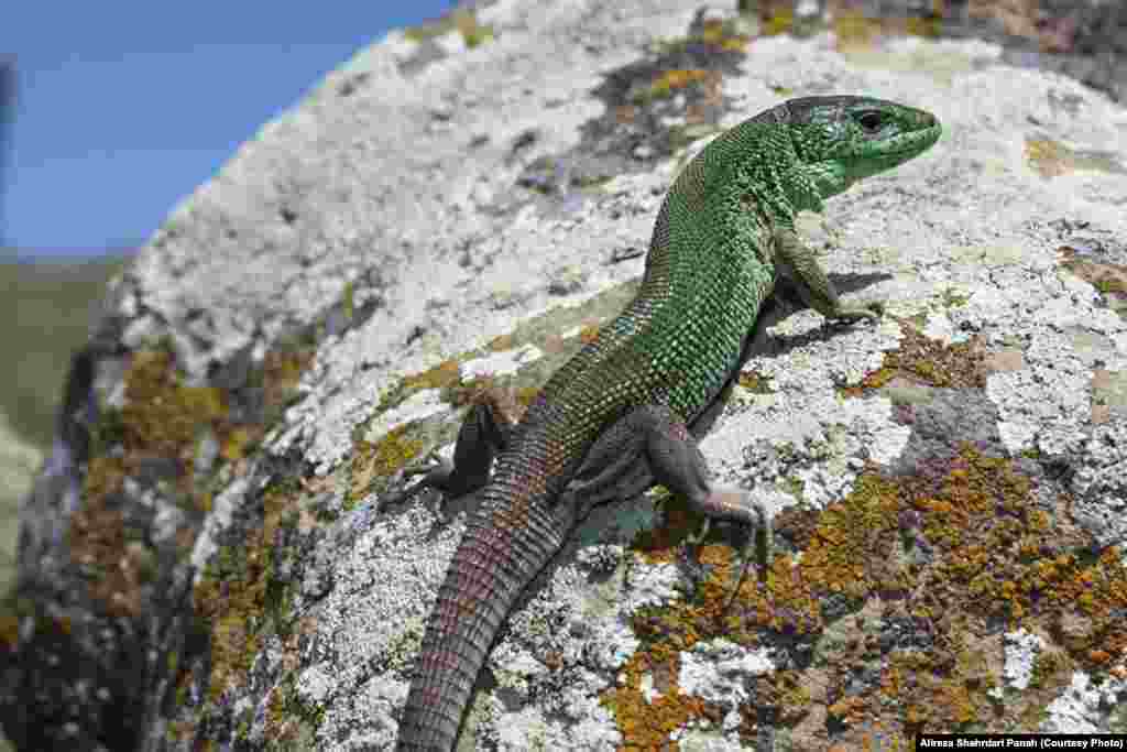 نام علمی: Lacerta strigata Eichwald، نام فارسی: لاسرتای سبز خزری، نام انگليسی: Caspian Green Lizard، طول پوزه تا مخرج: ۱۰۰ طول دم ۲۰۰ ميليمتر، پراکندگی در ايران: گلستان، خراسان شمالی، گيلان، مازندران، اردبيل، آذربايجان شرقی