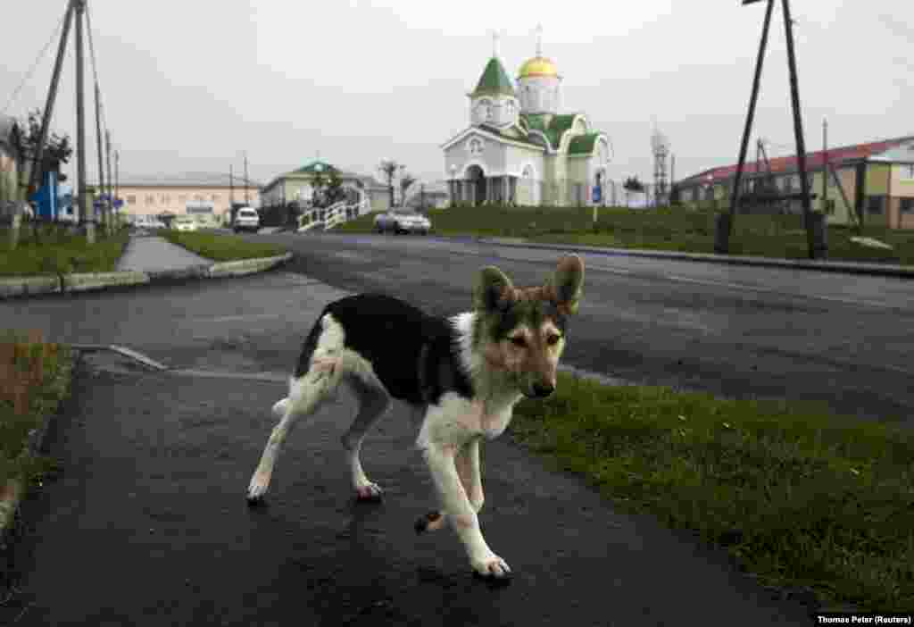 Собака, попавшая в объектив камеры фотографа Reuters на острове Кунашир. Это один из четырех островов, которые перешли России и которые Япония называет своими северными территориями. Кунашир находится всего в 20 километрах от основной территории Японии. 