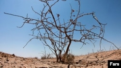 رفسنجان