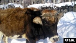 Тажикстан. Бул сыйыр Рогун ГЭСинин курулушуна салым катары берилген. Ишкошым.14-декабрь 2009